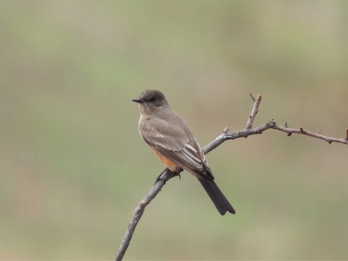 チャイロツキヒメハエトリ - ML645877674