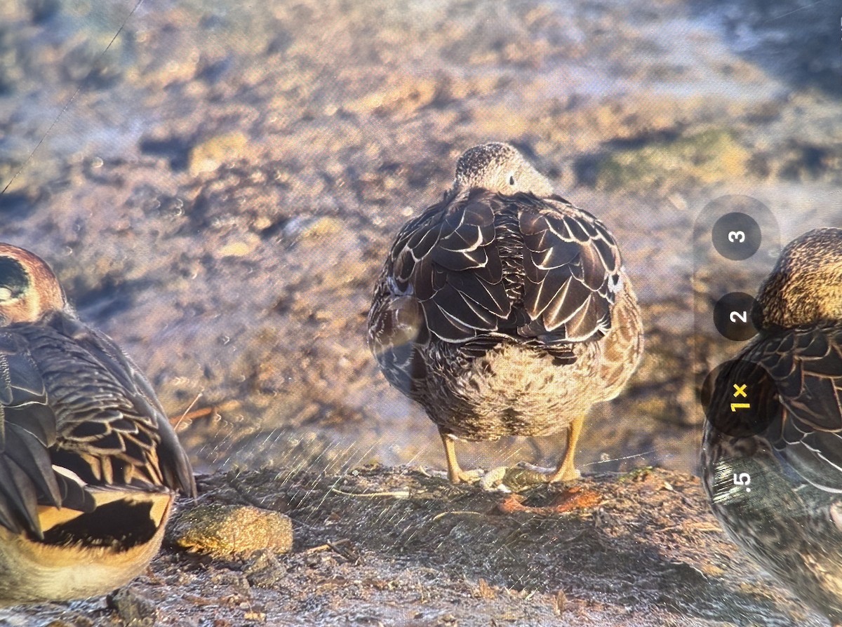 Zertzeta hegalurdina - ML645877680