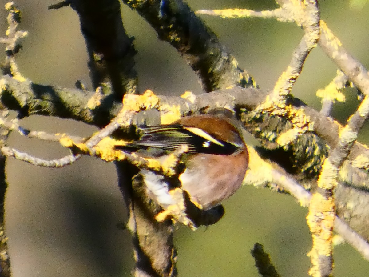 bokfink - ML645877694