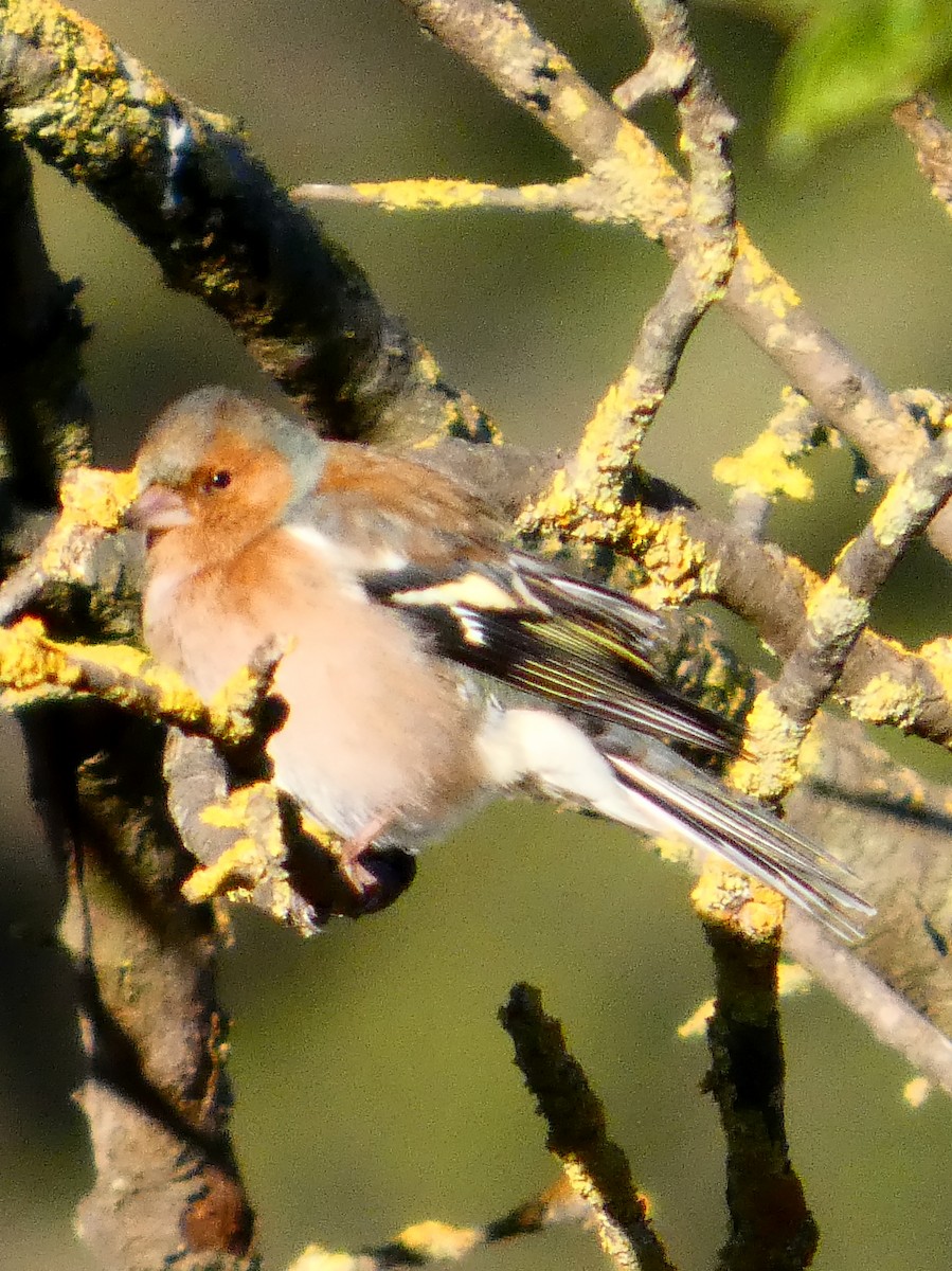 bokfink - ML645877695