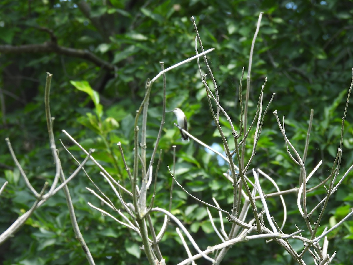 Colibri à gorge rubis - ML645877697