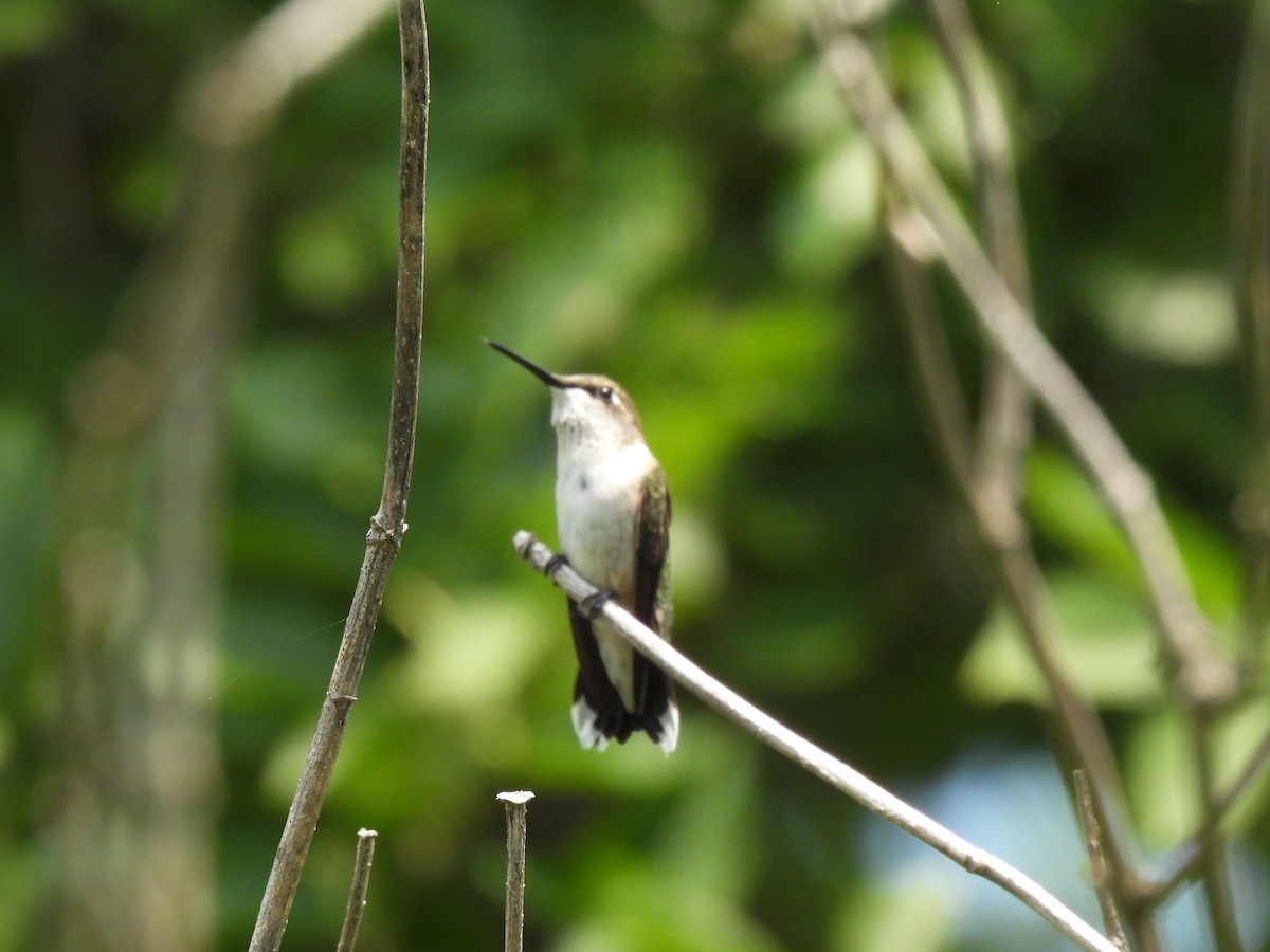 Colibri à gorge rubis - ML645877698