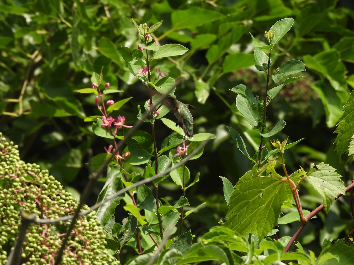 Colibri à gorge rubis - ML645877700