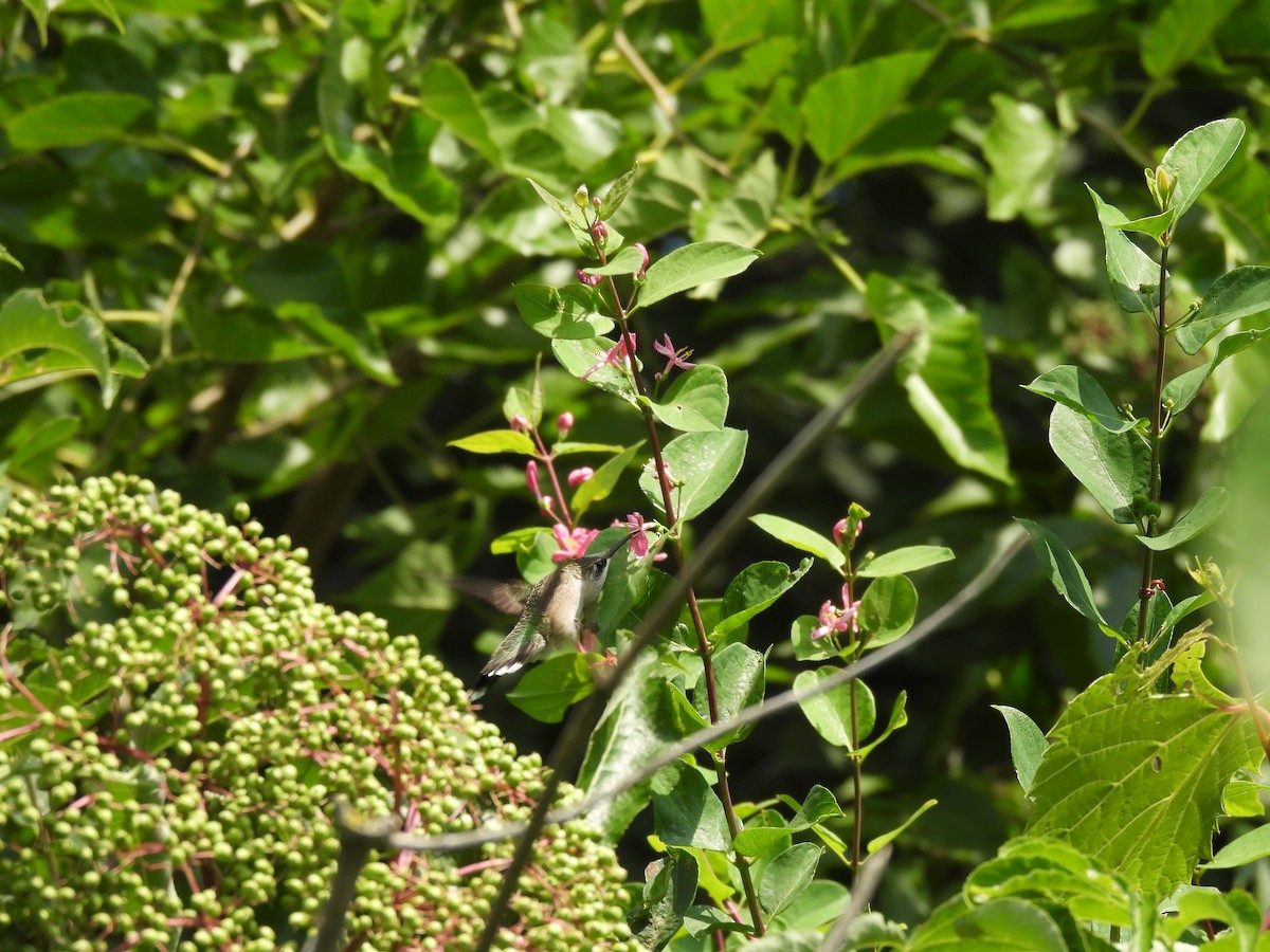 Colibri à gorge rubis - ML645877701