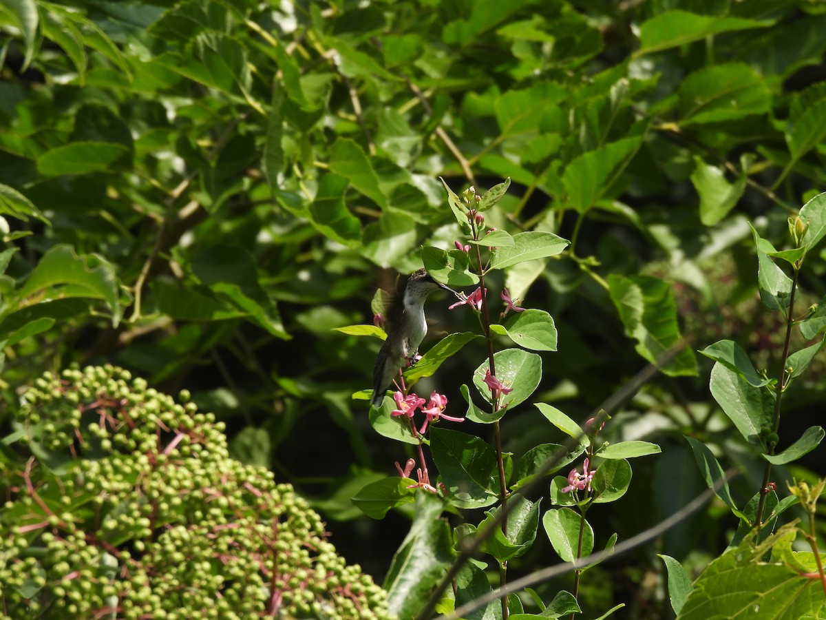 Colibri à gorge rubis - ML645877702