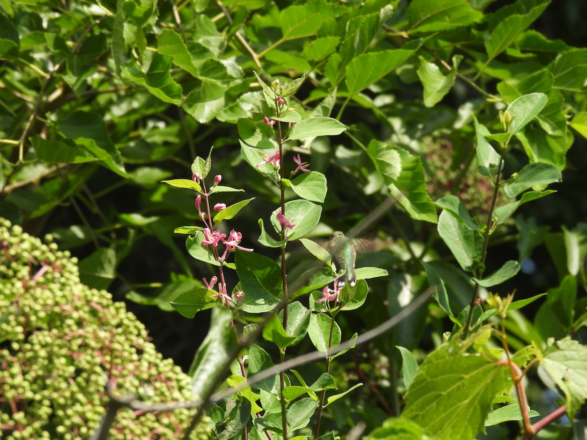 Colibri à gorge rubis - ML645877703