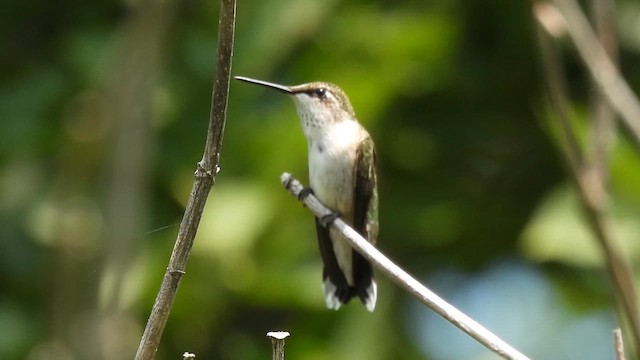 Yakut Boğazlı Kolibri - ML645877704