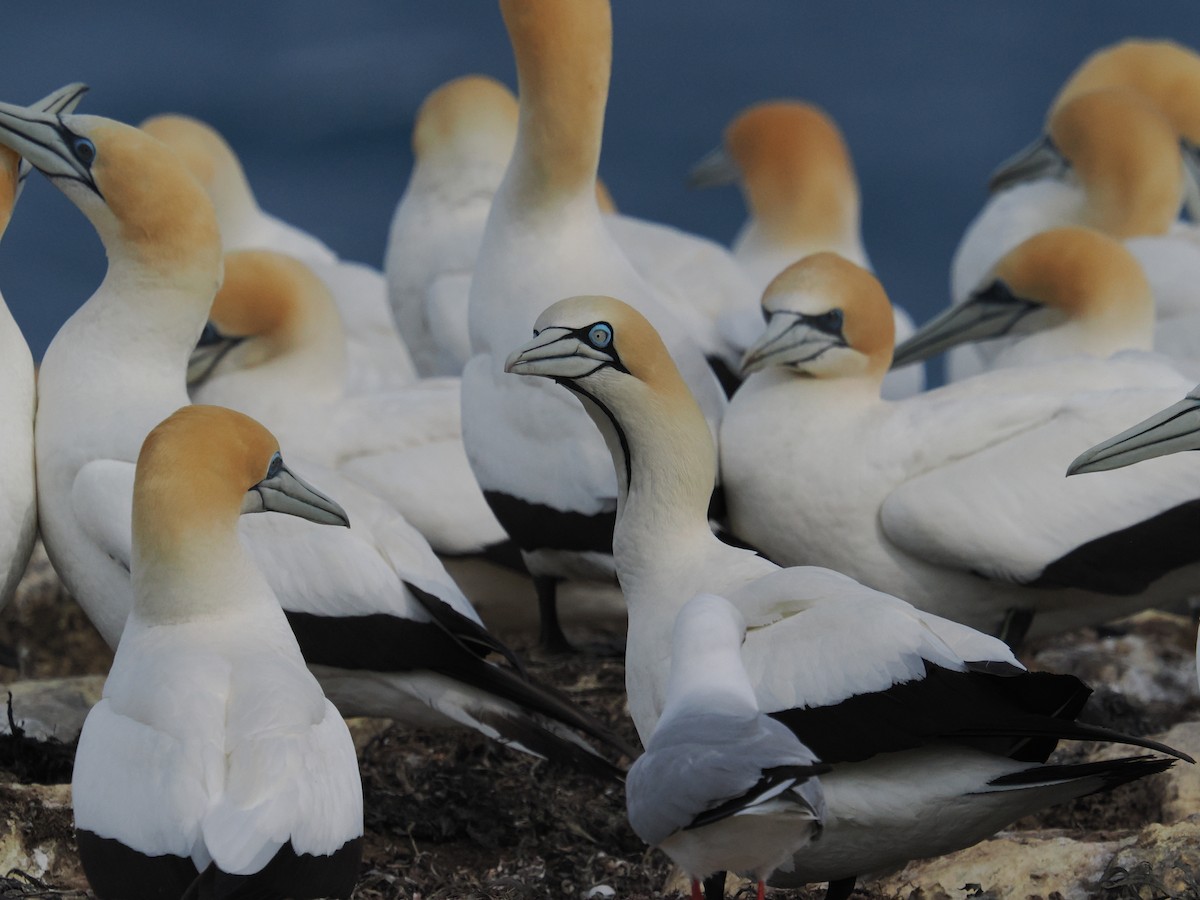 Cape Gannet - ML645877709