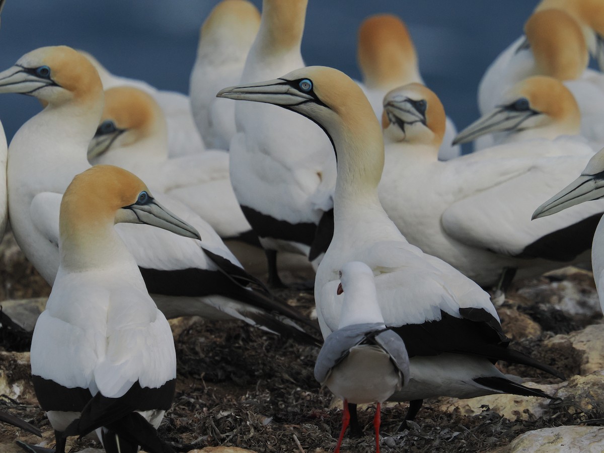 Cape Gannet - ML645877710
