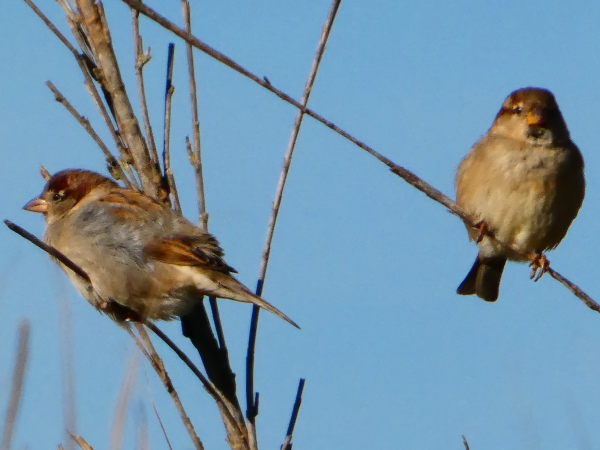 gråspurv - ML645877711