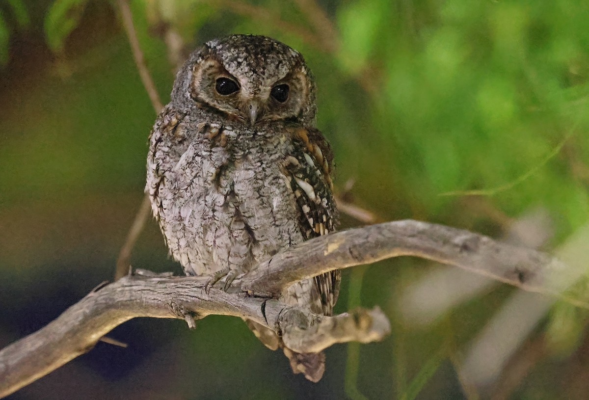 Flammulated Owl - ML645877712