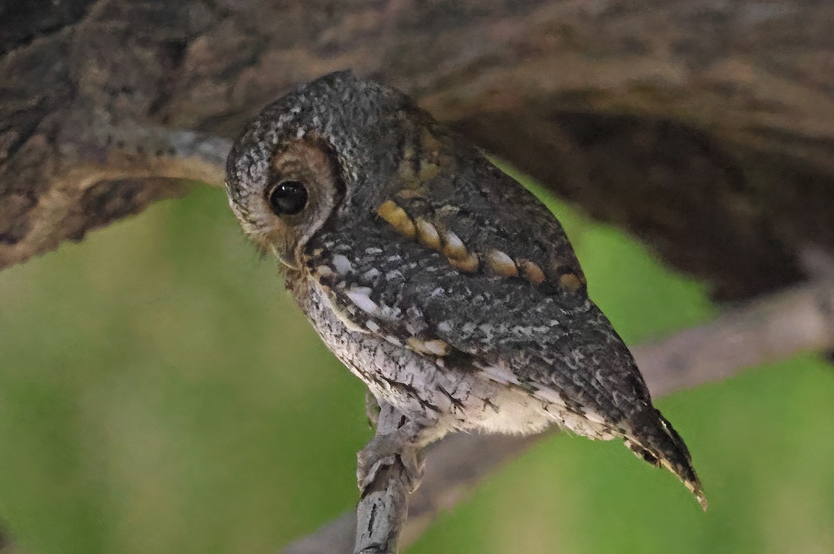 Flammulated Owl - ML645877714