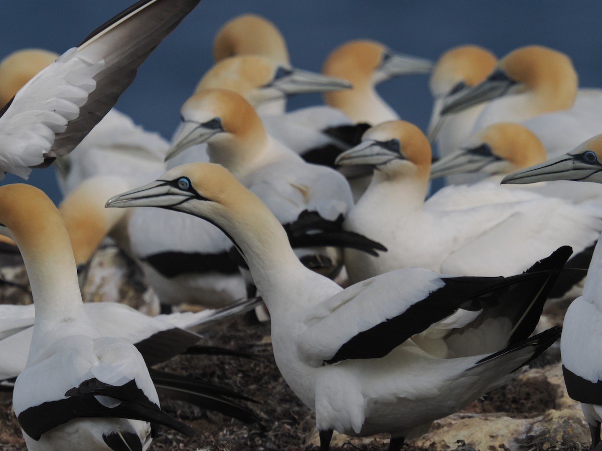 Cape Gannet - ML645877718
