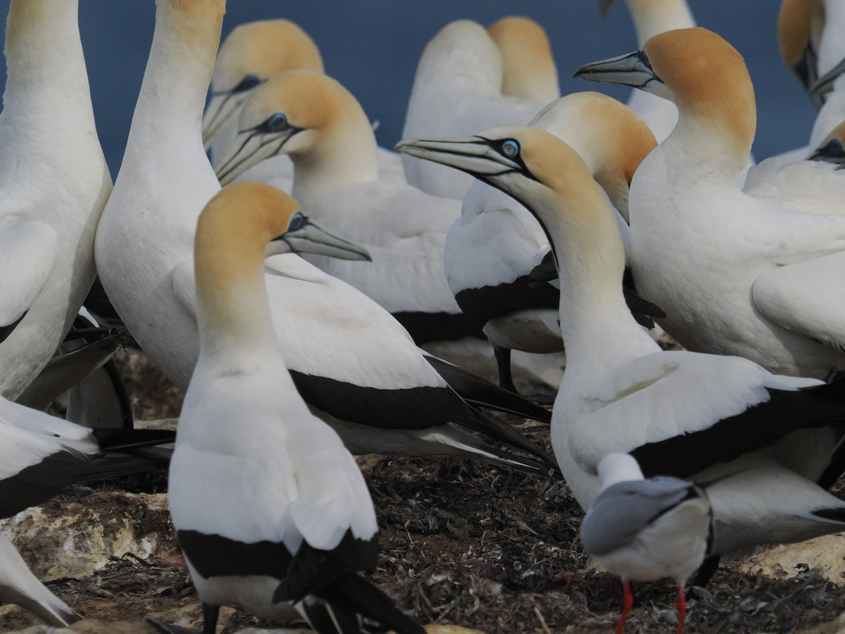 Cape Gannet - ML645877719