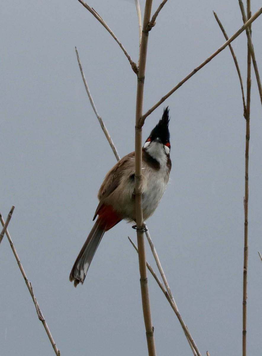 Rotohrbülbül - ML645877720