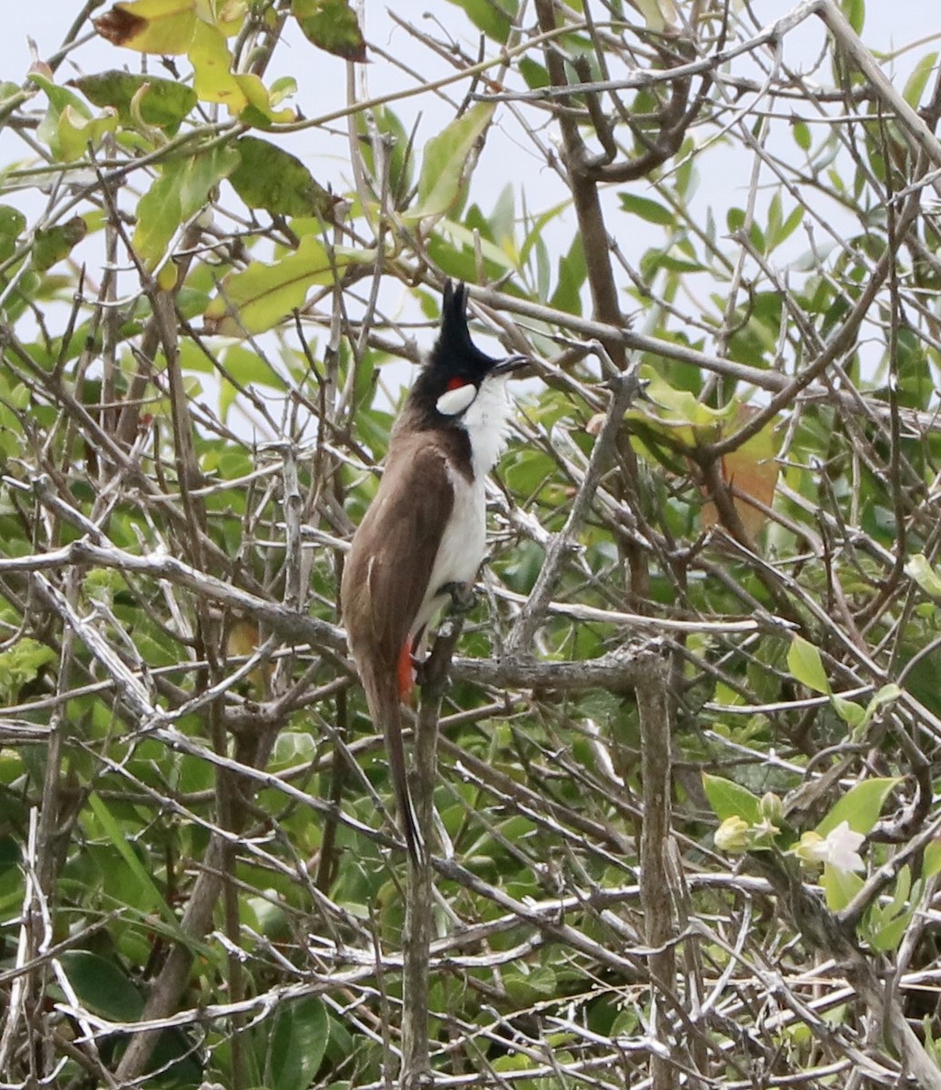 Rotohrbülbül - ML645877721