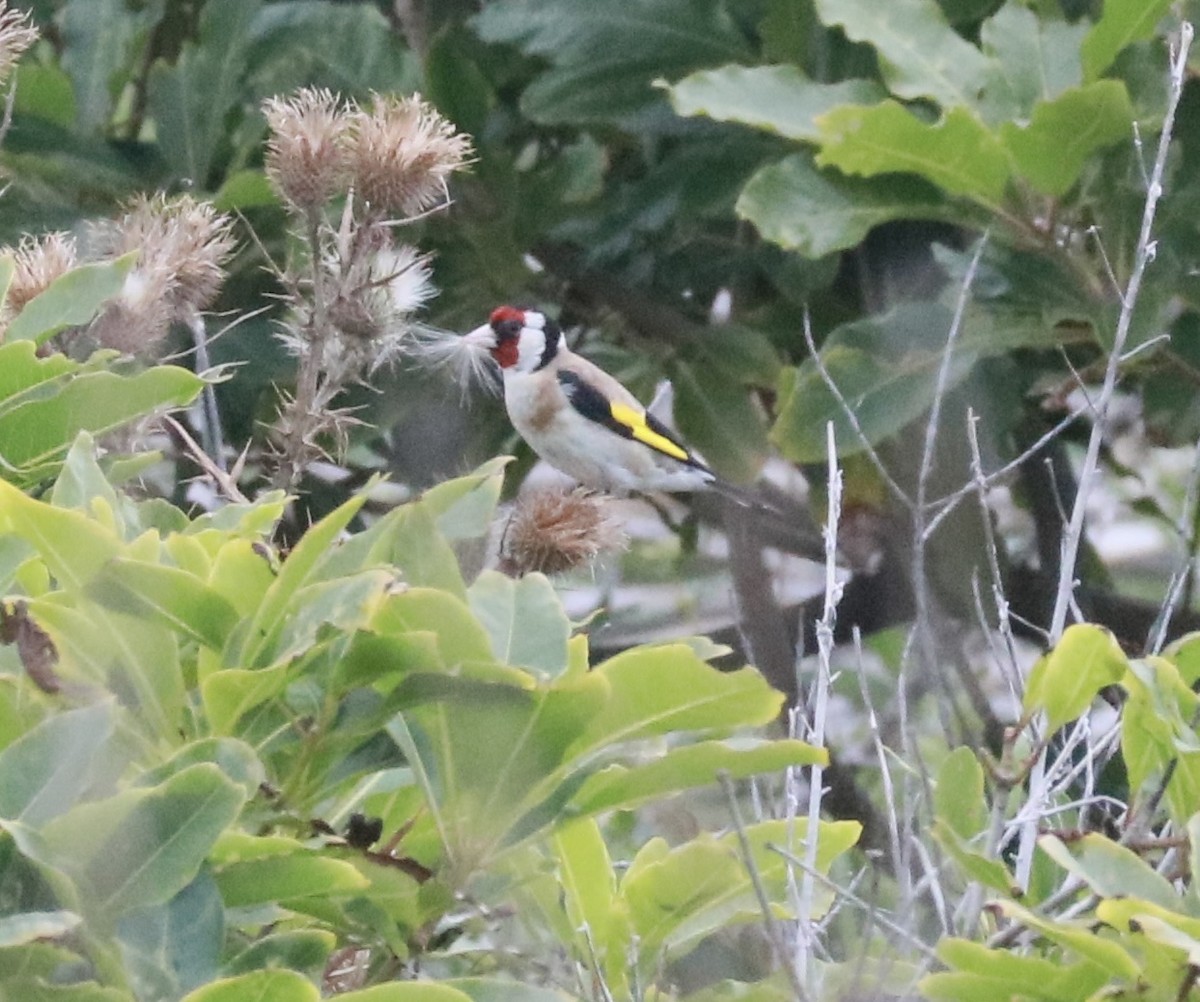 Stieglitz - ML645877723