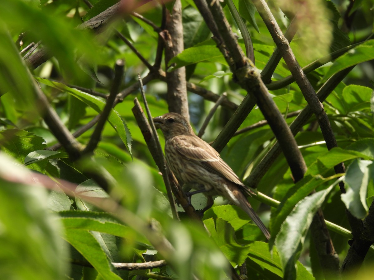 Roselin familier - ML645877724