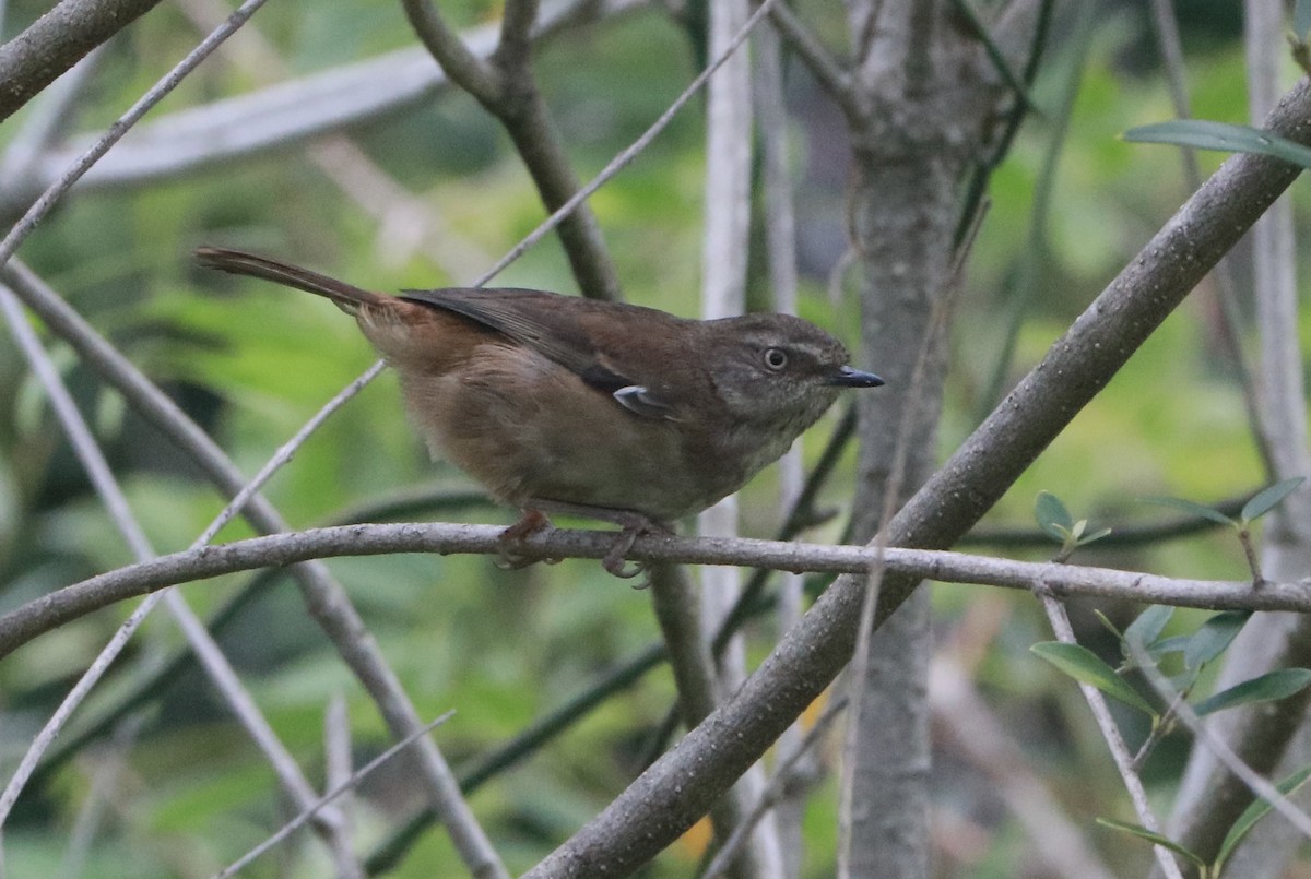 Weißbrauensericornis - ML645877725