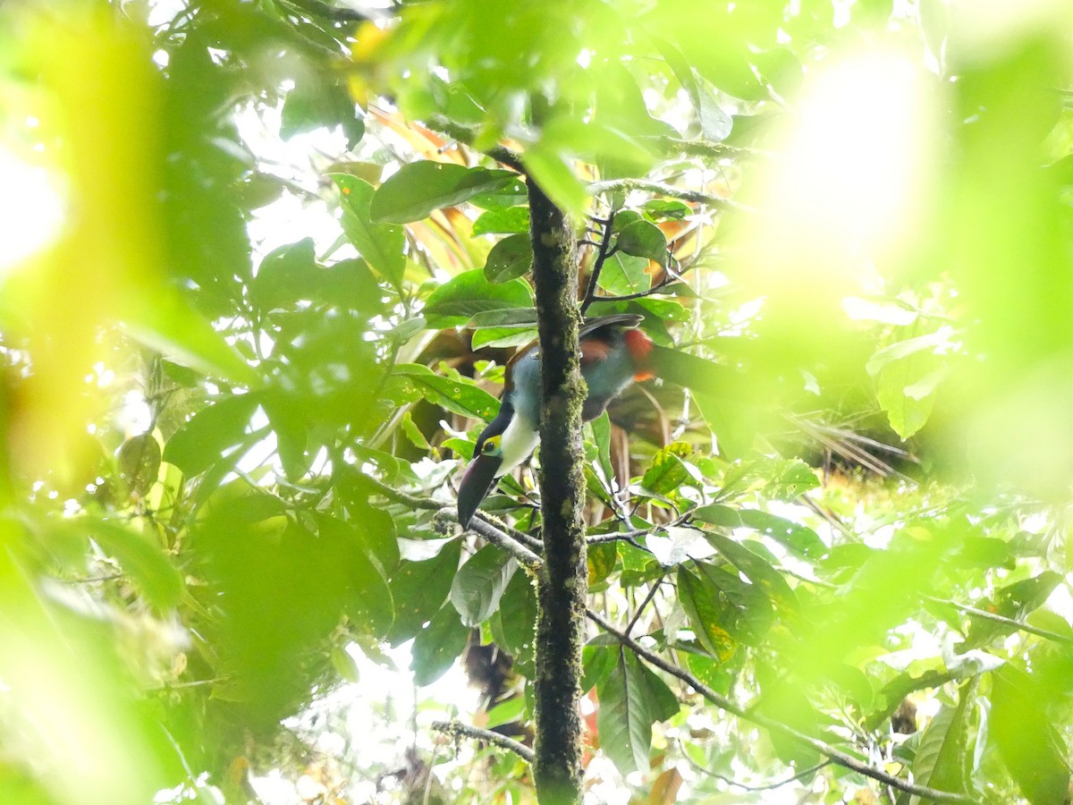 Андигена білощока - ML645877727