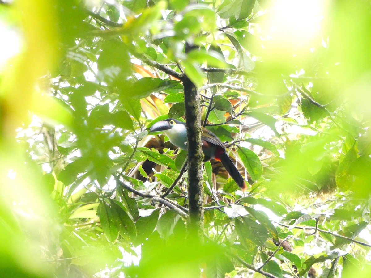 Андигена білощока - ML645877728