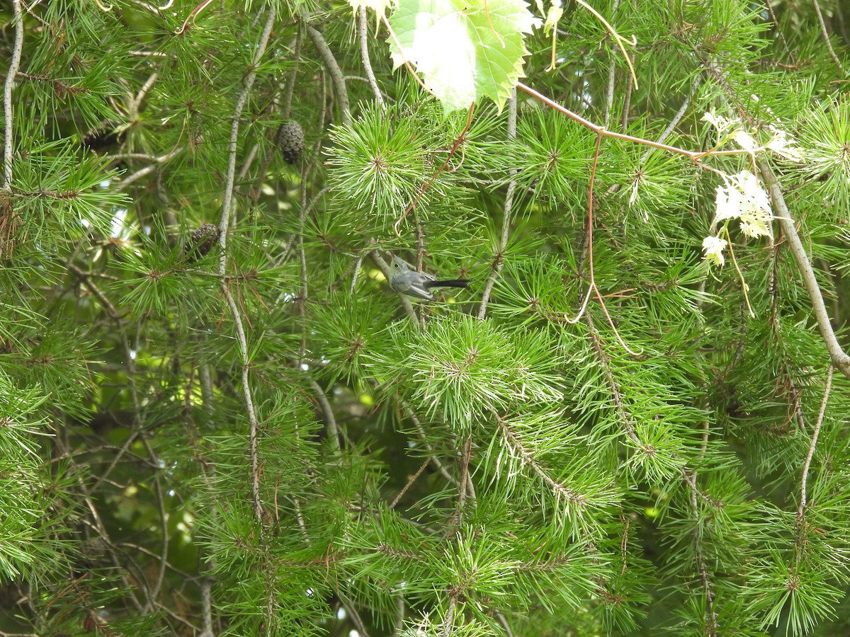 Gobemoucheron gris-bleu - ML645877729