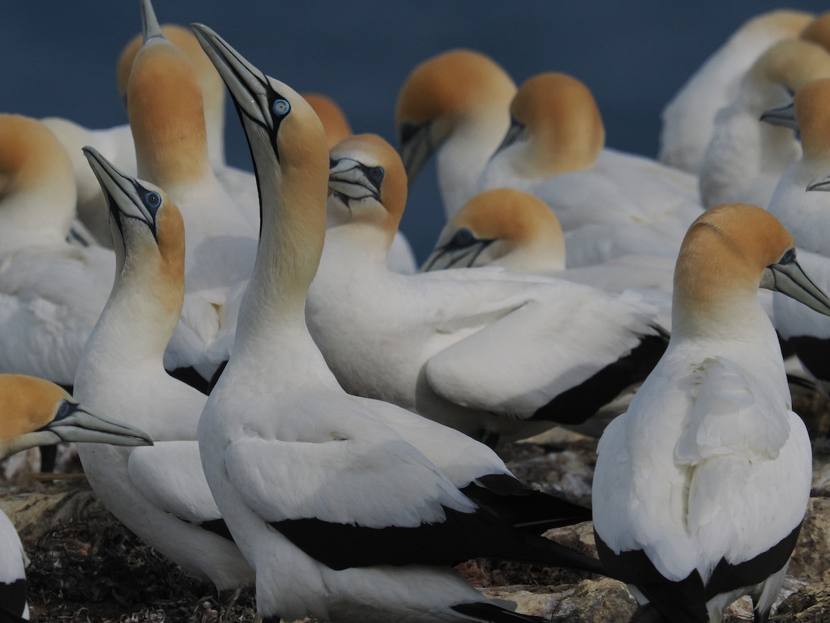 Fou du Cap - ML645877730