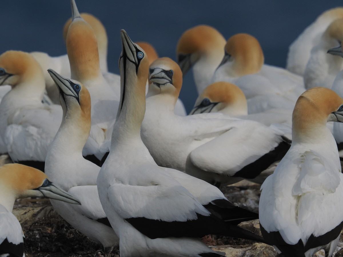 Fou du Cap - ML645877731