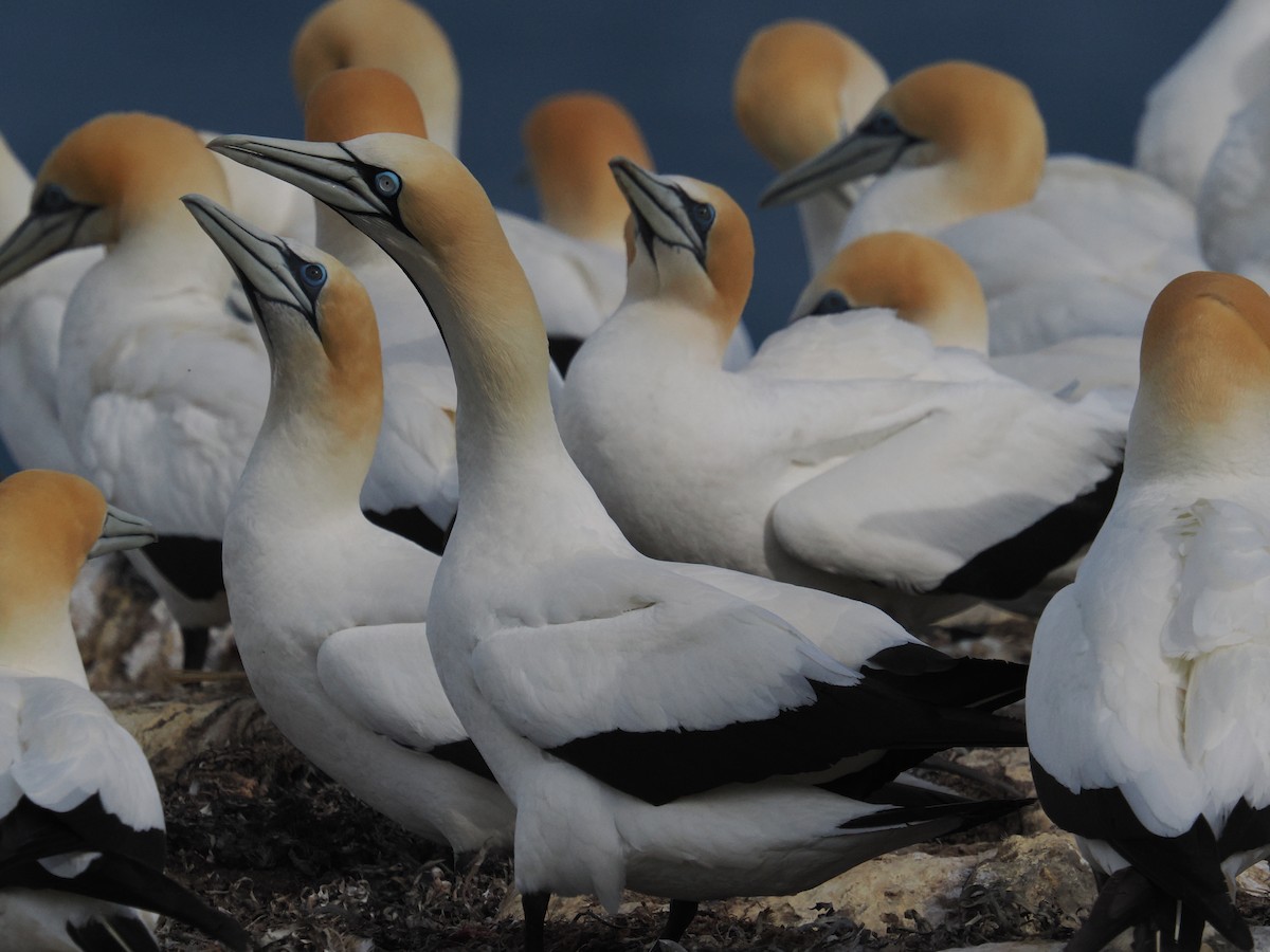 Fou du Cap - ML645877732