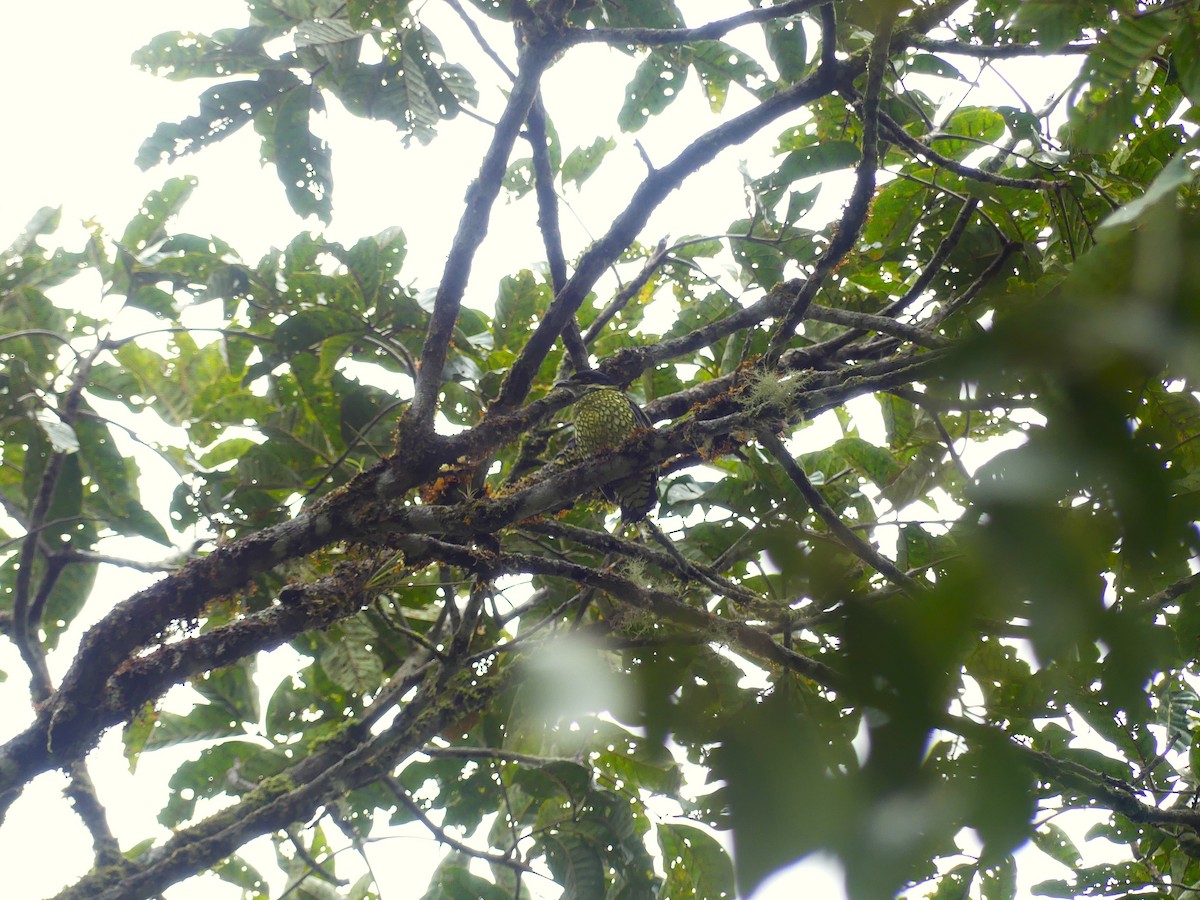 Cotinga écaillé - ML645877735