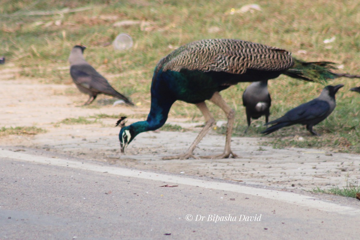 Paon bleu - ML645877736