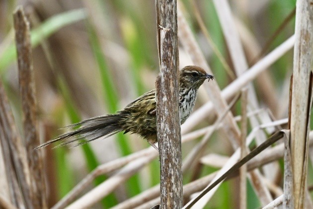 Mégalure matata - ML645877737