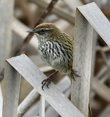 Mégalure matata - ML645877738