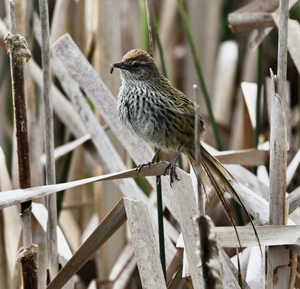 Mégalure matata - ML645877739