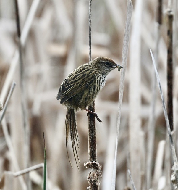 Mégalure matata - ML645877740