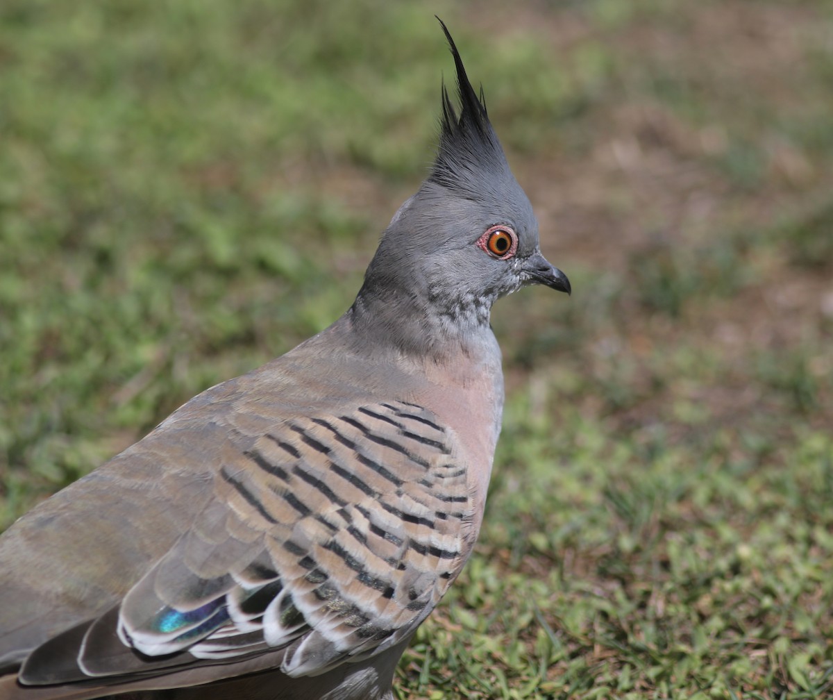 Colombine longup - ML645877741