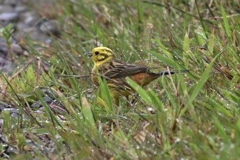 Bruant jaune - ML645877742