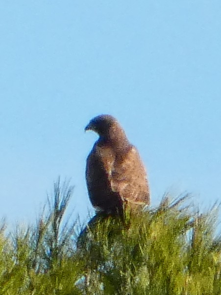 Buse variable - ML645877743