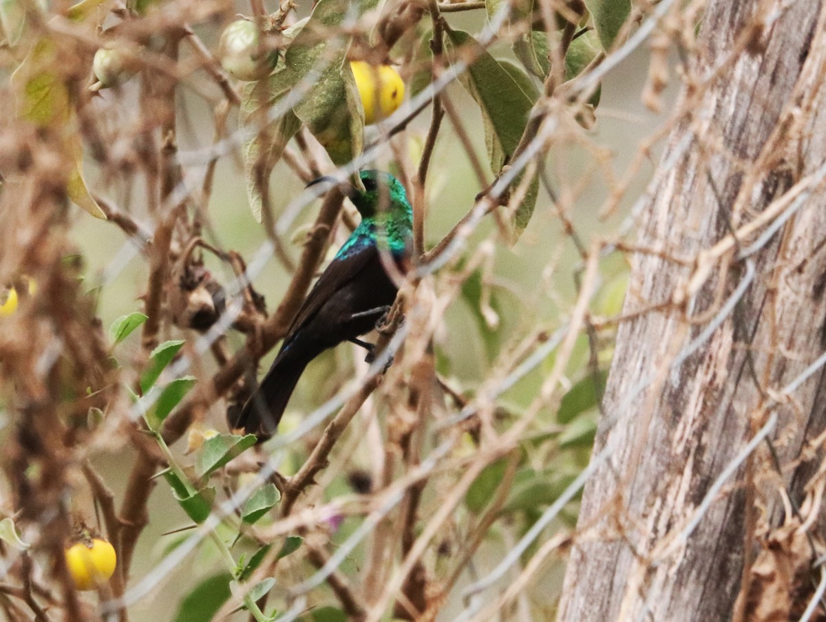 Souimanga du Marico - ML645877744