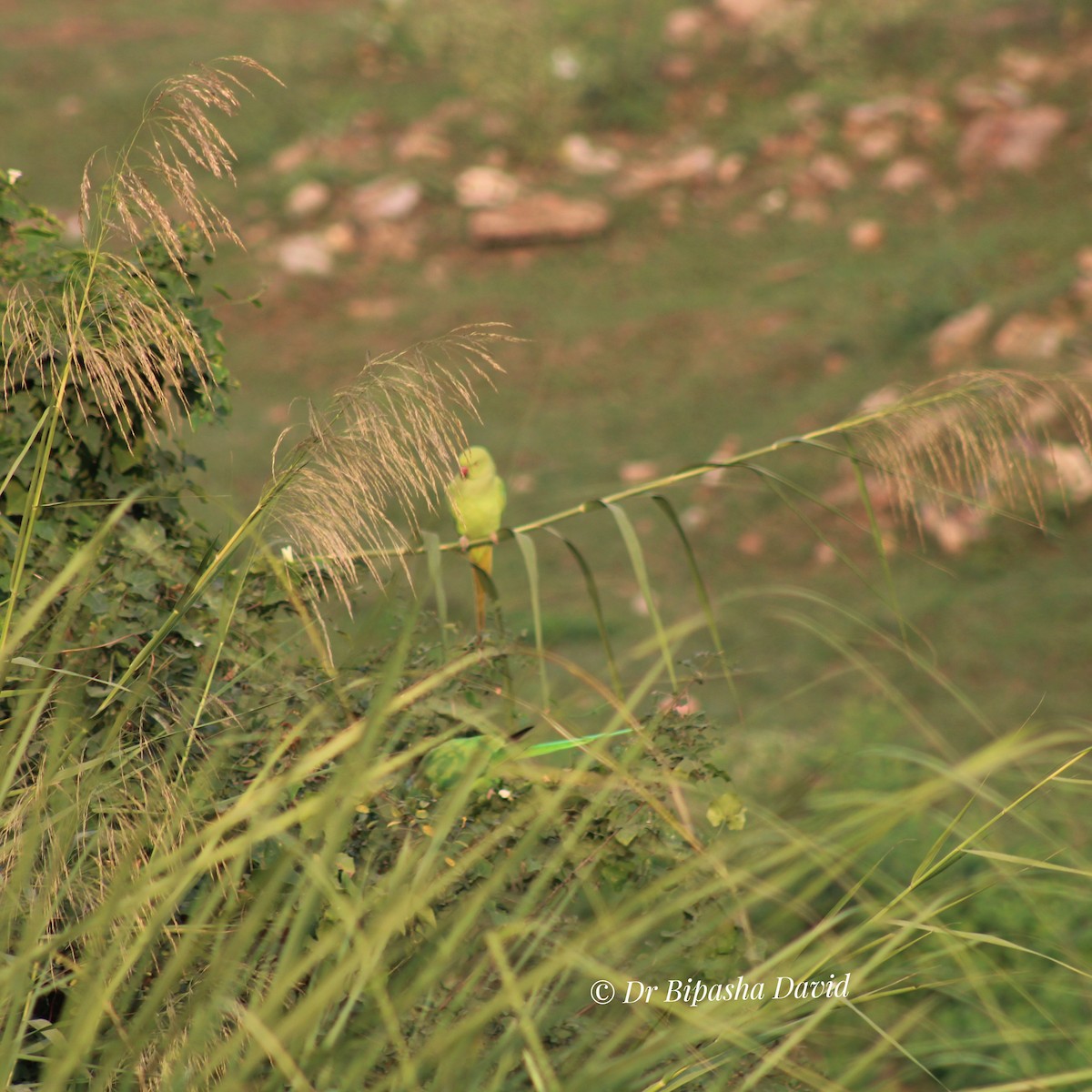 Perruche à collier - ML645877745