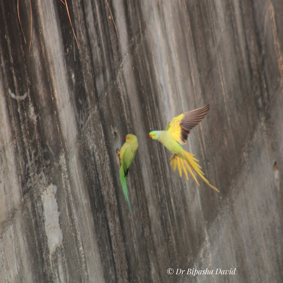 Perruche à collier - ML645877747