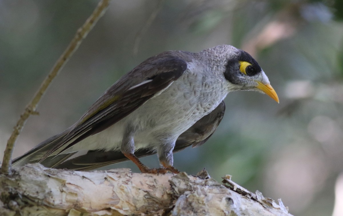 Méliphage bruyant - ML645877748