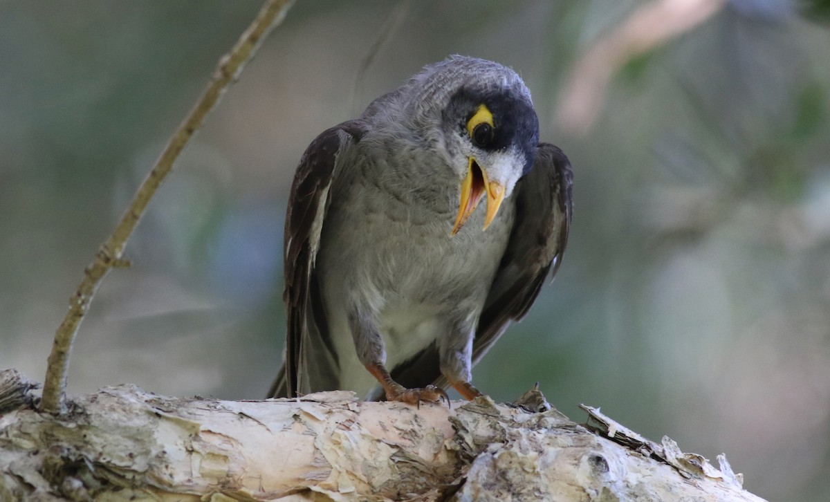 Méliphage bruyant - ML645877749