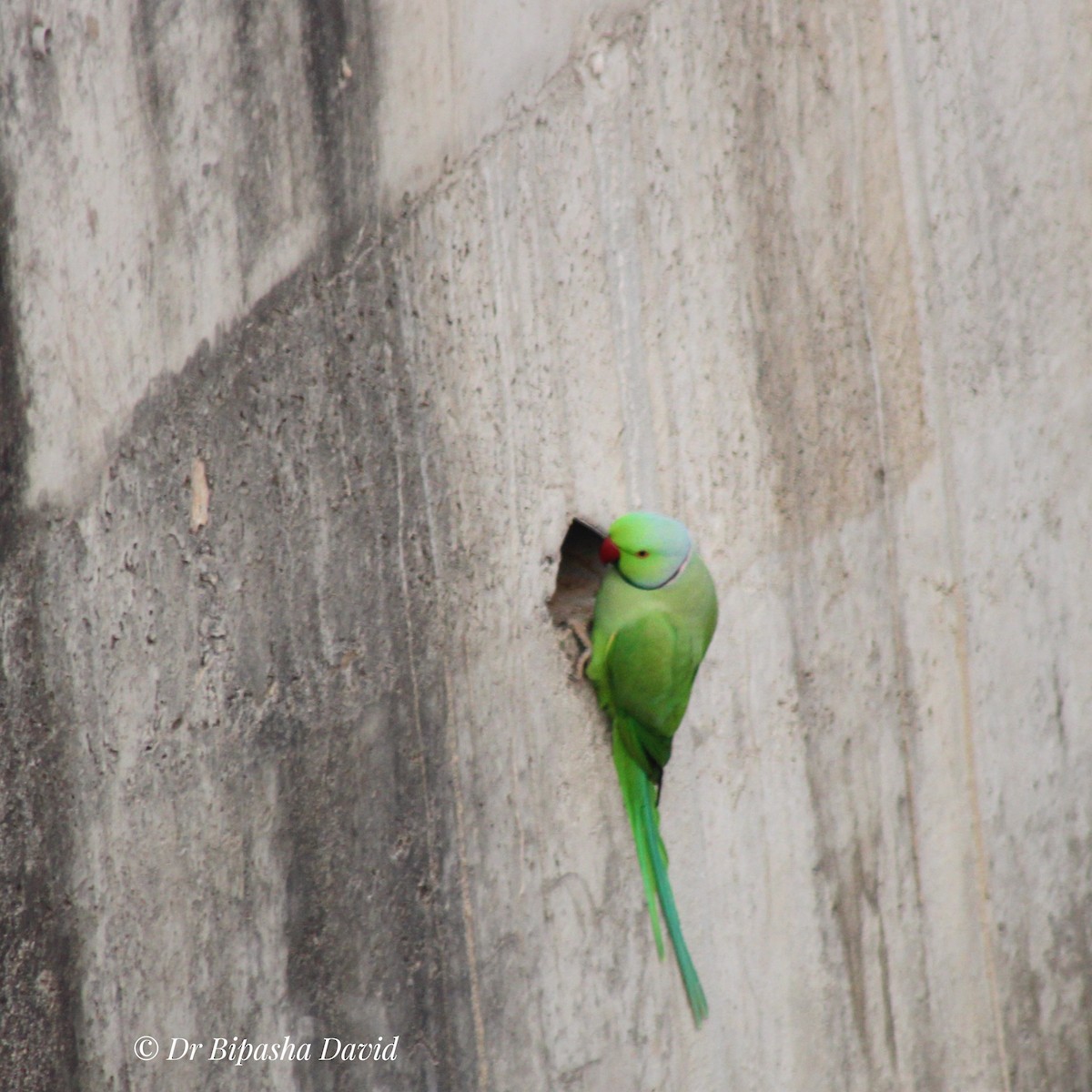 Perruche à collier - ML645877750