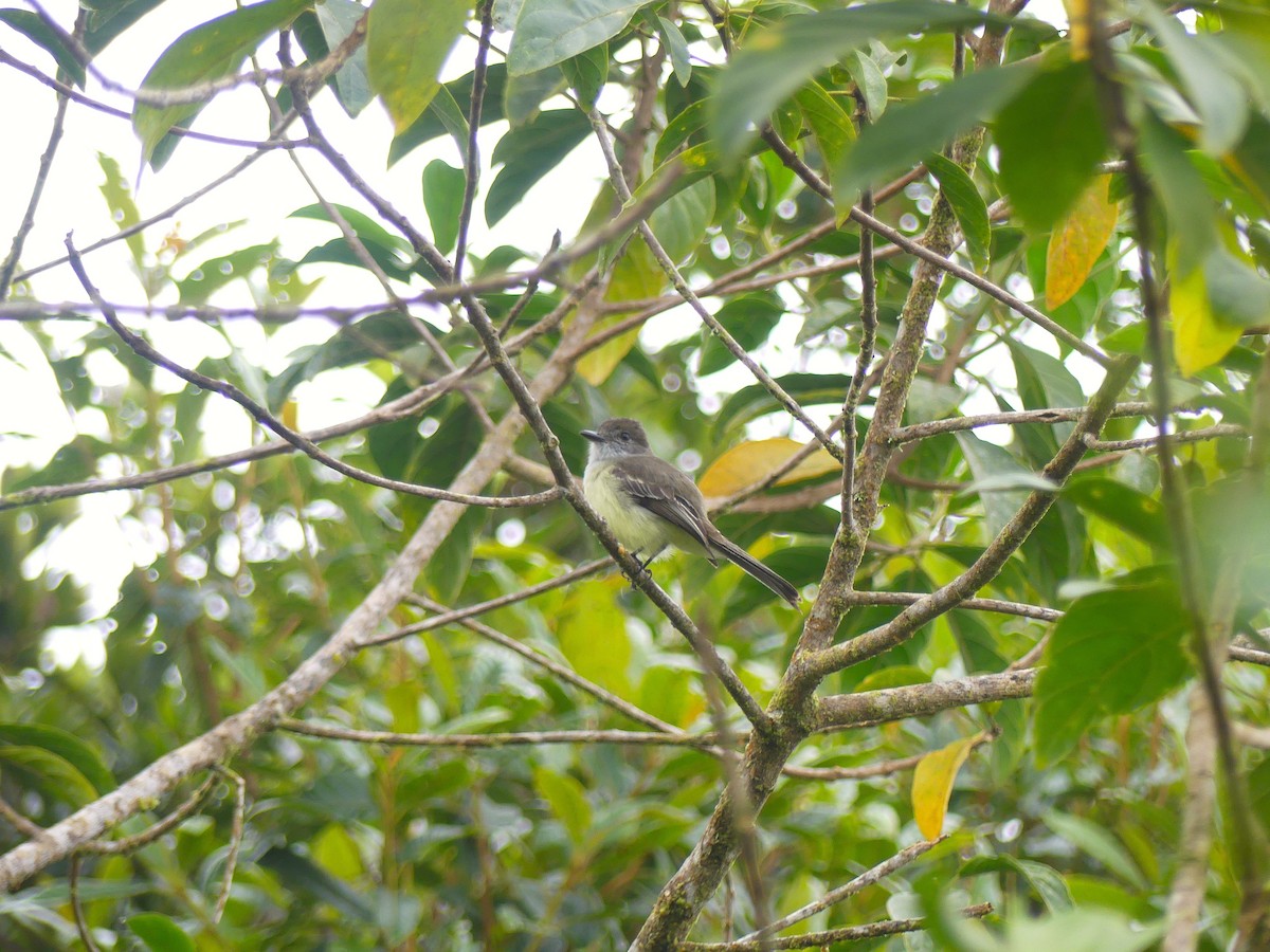 Tyran givré - ML645877763