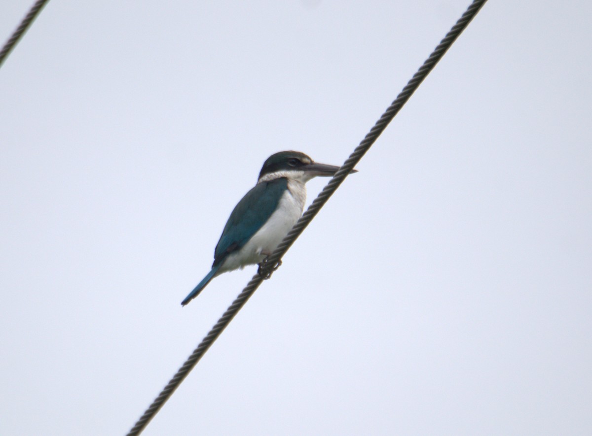Martin-chasseur à collier blanc - ML645877764