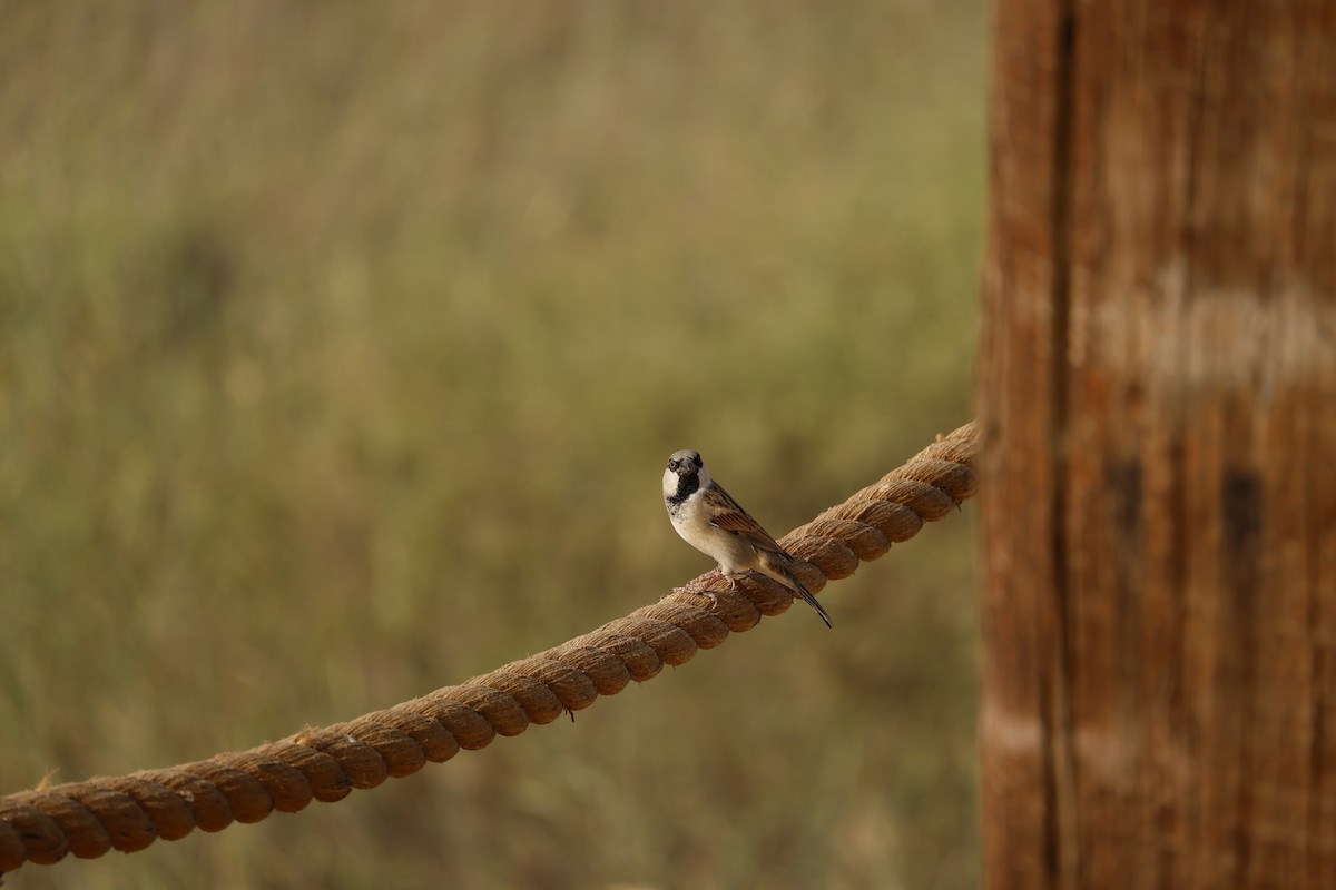 Moineau domestique - ML645877766