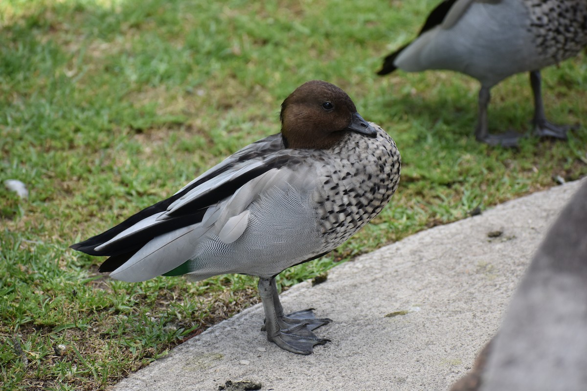 Canard à crinière - ML645877767