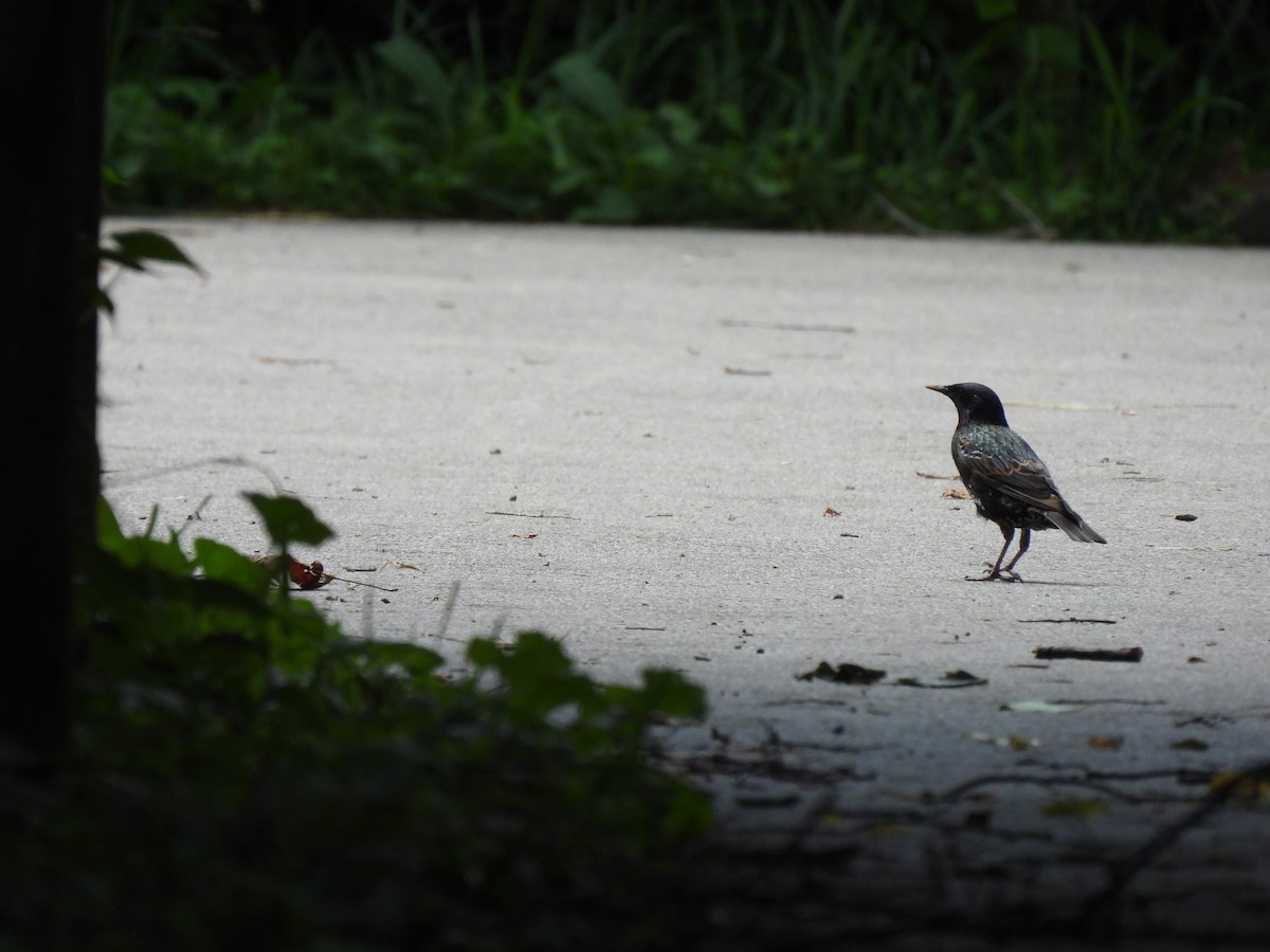 Étourneau sansonnet - ML645877768