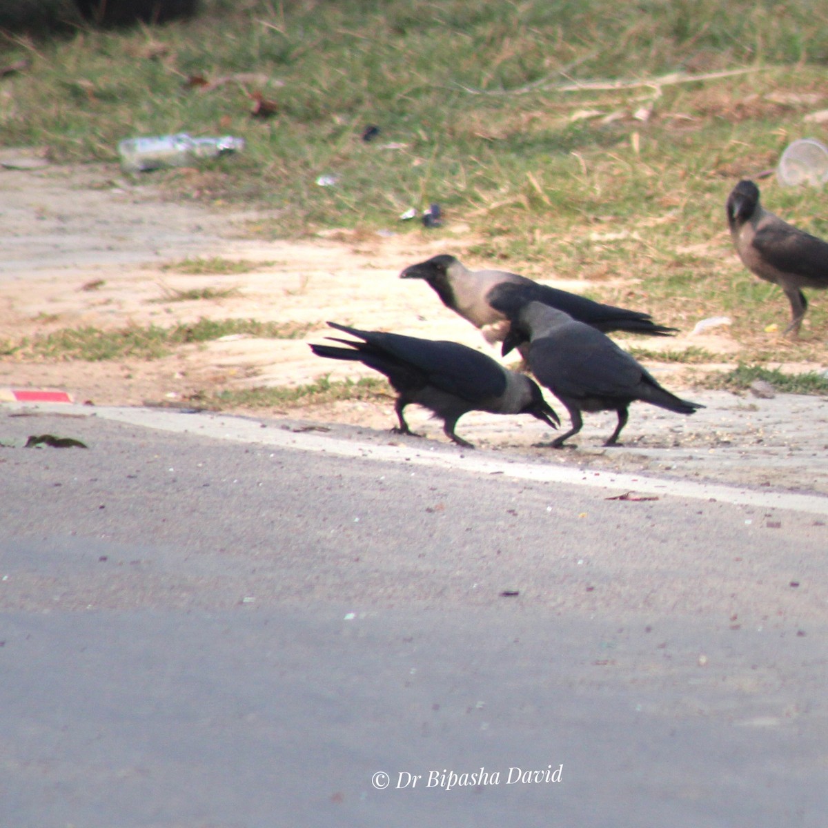 家烏鴉 - ML645877769